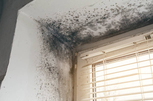 Affordable Mold Cleanup solutions in North Babylon, NY